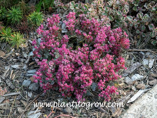 Sunsparkler Sedoro Blue Elf Sedum
Early in its blooming period.
